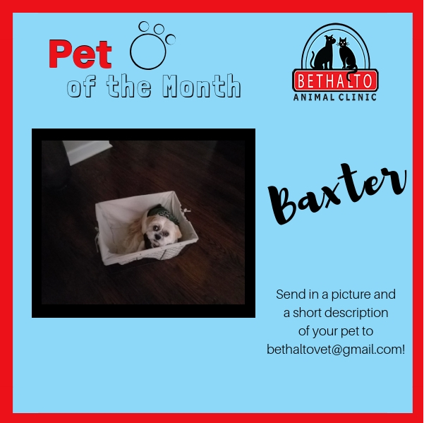 January Pet of the Month
