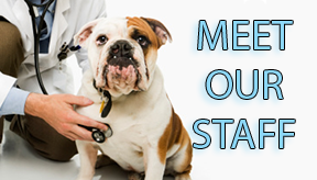 meet-our-staff-animal-clinic