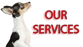 our-services-animal-clinic