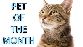 pet-of-the-month-animal-clinic